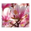 Banjado Schneidebretter|Herdabdeckungen<Herdabdeckplatte Glas 1 Teilig 60x52CM Schneidebrett Herdabdeckung Mit Motiv Magnolia