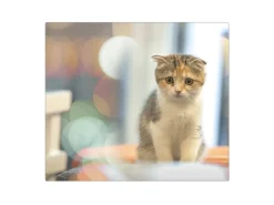 Banjado Schneidebretter|Herdabdeckungen<Herdabdeckplatte Glas 1 Teilig 60x52CM Schneidebrett Herdabdeckung Mit Motiv Kleine Katze