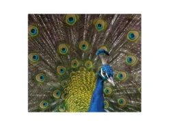 Banjado Herdabdeckplatte Glas 1 Teilig 60x52CM Schneidebrett Herdabdeckung Mit Motiv Pfau< Herdabdeckungen|Schneidebretter
