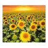 Banjado Herdabdeckplatte Glas 1 Teilig 60x52CM Schneidebrett Herdabdeckung Mit Motiv Sonnenblumenmeer< Schneidebretter|Herdabdeckungen