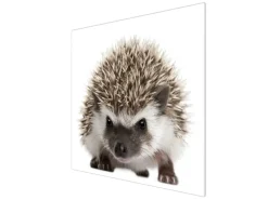 Banjado Herdabdeckplatte Glas 1 Teilig 60x52CM Schneidebrett Herdabdeckung Mit Motiv Igel< Herde|Kochfelder