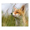 Banjado Herdabdeckplatte Glas 1 Teilig 60x52CM Schneidebrett Herdabdeckung Mit Motiv Fuchs< Küchenrückwände|Schneidebretter
