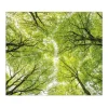 Banjado Herdabdeckplatte Glas 1 Teilig 60x52CM Schneidebrett Herdabdeckung Mit Motiv Zwischen Bäumen< Schneidebretter|Herdabdeckungen