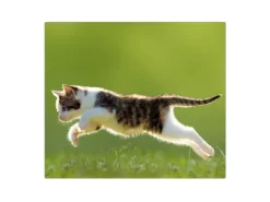 Banjado Herdabdeckungen|Kochfelder<Herdabdeckplatte Glas 1 Teilig 60x52CM Schneidebrett Herdabdeckung Mit Motiv Jagende Katze