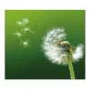 Banjado Herdabdeckplatte Glas 1 Teilig 60x52CM Schneidebrett Herdabdeckung Mit Motiv Pusteblume< Schneidebretter|Herdabdeckungen