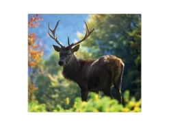 Banjado Herdabdeckungen|Kochfelder<Herdabdeckplatte Glas 1 Teilig 60x52CM Schneidebrett Herdabdeckung Mit Motiv Hirsch