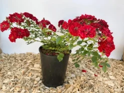 Baumfink Bodendeckerrose Fairy Red 92 im Topf< Töpfe