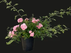 Baumfink Bodendeckerrose The Fairy im Topf< Töpfe