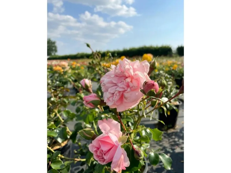 Baumfink Bodendeckerrose The Fairy im Topf< Töpfe