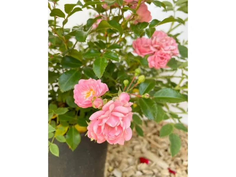Baumfink Bodendeckerrose The Fairy im Topf< Töpfe