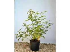 Hot Baumfink Hundsrose als Topfpflanze 60-100cm