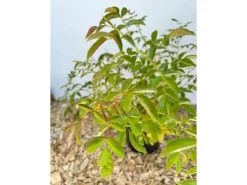 Hot Baumfink Hundsrose als Topfpflanze 60-100cm