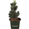 Töpfe<Blaue Zirbelkiefer "Glauca" Höhe ca. 20-25 cm Topf ca. 3,7 l Pinus cembra