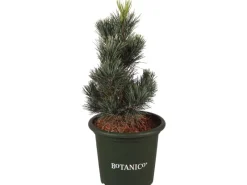 Töpfe<Blaue Zirbelkiefer "Glauca" Höhe ca. 20-25 cm Topf ca. 3,7 l Pinus cembra