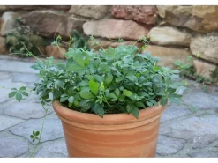 Blu Bio-Fünfblättriges Heilkraut Topf-Ø ca. 12 cm Gynostemma< Töpfe