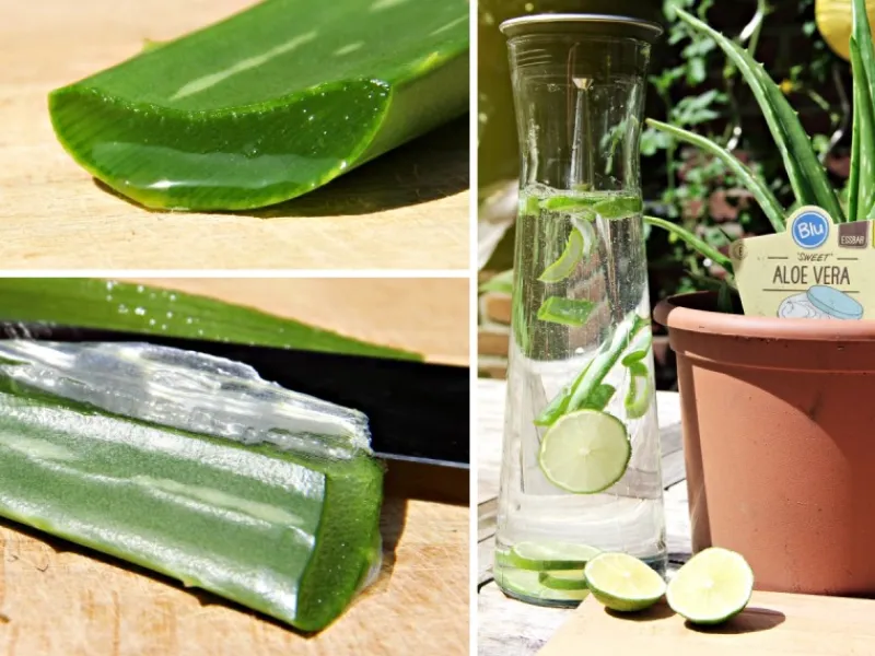 Discount Blu Echte Aloe Vera Topf-Ø ca. 12 cm