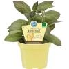 Blu Käsekraut Topf-Ø ca. 12 cm Paederia lanuginosa< Töpfe