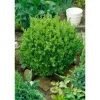 Hot Buxus sempervirens 'Suffruticosa' ca. 13 cm Topf
