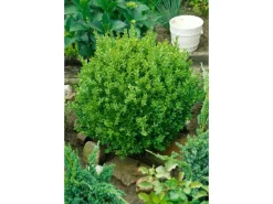 Hot Buxus sempervirens 'Suffruticosa' ca. 13 cm Topf