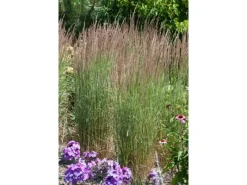 Calamagrostis X Acutiflora Avalanche Ziergras Ca. 9X9 cm Topf< Töpfe