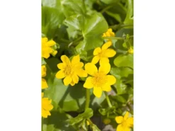 Clearance Caltha Palustris Sumpfdotterblume Ca. 9x9 cm Topf