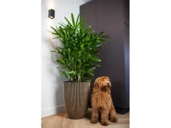 Hot Capi Pflanzgefäß Elegant Niedrig Groove Ø 46 cm x 58 cm Schwarz