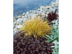New Carex Sylvatica Wald-Segge Ca. 9x9 cm Topf