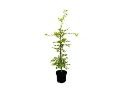 Clearance Carpinus betulus 60-100 cm 3 Liter Topf