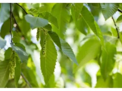 Sale Carpinus betulus 80-100 cm 3 Liter Topf