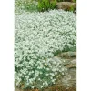 Töpfe<Cerastium Tomentosum Silberteppich Weiß Ca. 9x9 cm Topf