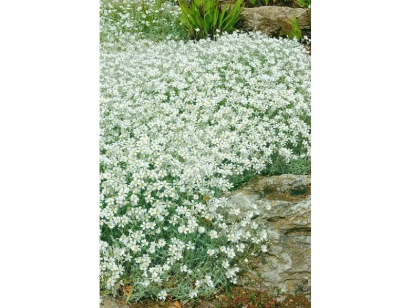 Töpfe<Cerastium Tomentosum Silberteppich Weiß Ca. 9x9 cm Topf