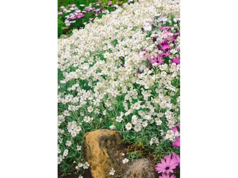 Töpfe<Cerastium Tomentosum Silberteppich Weiß Ca. 9x9 cm Topf