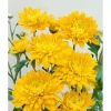 Töpfe<Chrysanthemum X Hort. Bienchen Gartenchrysantheme Ca. 9x9 cm Topf