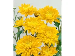 Töpfe<Chrysanthemum X Hort. Bienchen Gartenchrysantheme Ca. 9x9 cm Topf