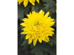 Töpfe<Chrysanthemum X Hort. Bienchen Gartenchrysantheme Ca. 9x9 cm Topf