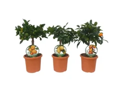 Töpfe<Citrus Mix Stamm Sortenauswahl Höhe ca. 20 - 40 cm Topf-Ø ca. 15 cm Citrus