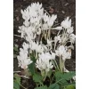 Töpfe<Colchicum Autumnale Album Herbstzeitlose Ca. 11x11 cm Topf