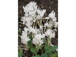 Töpfe<Colchicum Autumnale Album Herbstzeitlose Ca. 11x11 cm Topf