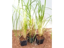 Töpfe<Cortaderia Selloana Pampasgras Silbrig-Weiß Ca. 12 cm Topf