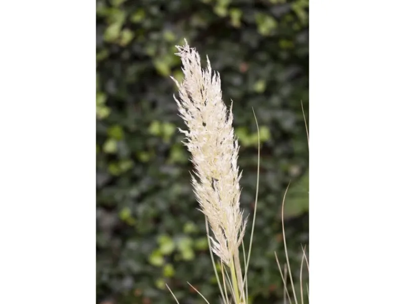 Töpfe<Cortaderia Selloana Pampasgras Silbrig-Weiß Ca. 12 cm Topf