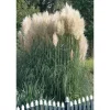 Cortaderia Selloana Sunningdale Silver Pampasgras Silbrig Ca. 11x11 cm Topf< Töpfe
