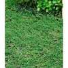 New Cotoneaster Dammeri Frieders Evergreen Immergrün Ca. 9x9 cm Topf