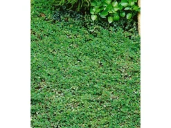 New Cotoneaster Dammeri Frieders Evergreen Immergrün Ca. 9x9 cm Topf