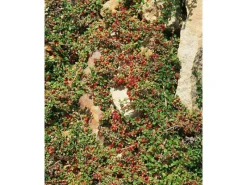 Hot Cotoneaster Microphyllus Streibs Findling Ca. 9x9 cm Topf Immergrün