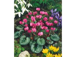 New Cyclamen Coum Ssp.coum Vorfrühlings-Alpenveilchen Ca. 9x9 cm Topf