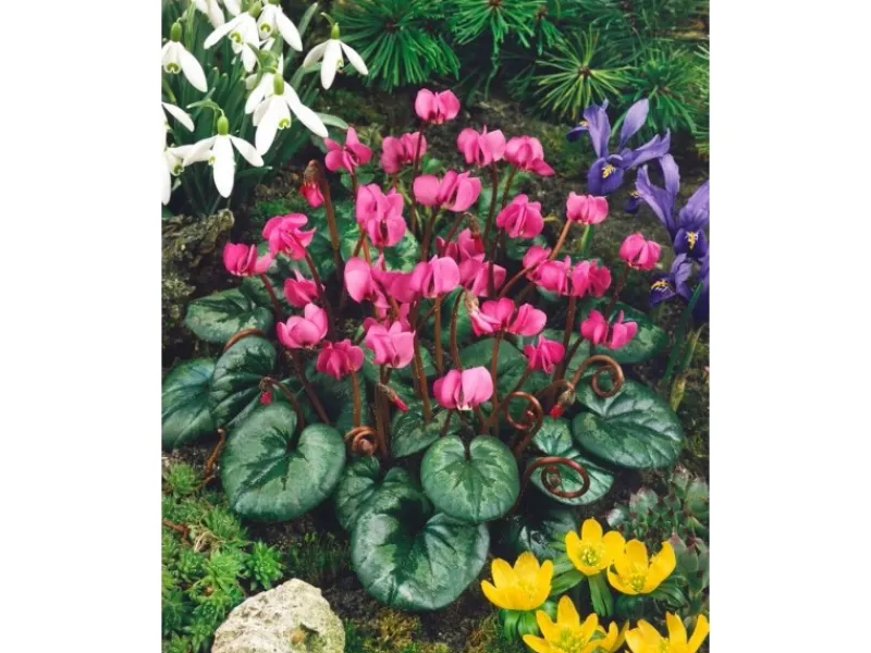 New Cyclamen Coum Ssp.coum Vorfrühlings-Alpenveilchen Ca. 9x9 cm Topf