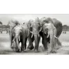 Hot Pro Art Deco Panel Anonymus Elephant Herd 117 cm x 49 cm