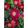 Delosperma Congestum Mittagsblume Gelb Ca. 9x9 cm Topf< Töpfe