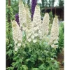 Töpfe<Delphinium Pacific Galahad Rittersporn Ca. 11x11 cm Topf