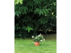 Deroma Töpfe<Pflanztopf Egg Pot Ø 15,9 cm x 14,2 cm